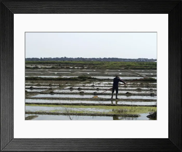 Framed Print : A paludier rakes natural sea salt with a las, in the protected reserve of the Guerande salterns in Brittany, France, Europe Framed Print : A paludier rakes natural sea salt with a las, in the protected reserve of the Guerande salterns in Brittany, France, Europe