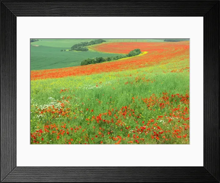 Framed Print : Red Poppies field, Cote d Opale, Region Nord-Pas de Calais, France Framed Print : Red Poppies field, Cote d Opale, Region Nord-Pas de Calais, France