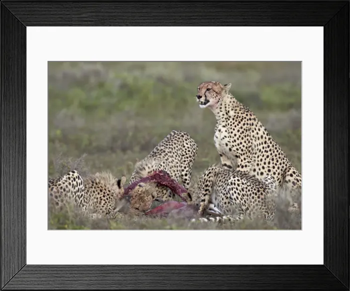 Framed Print : Cheetah (Acinonyx jubatus) family at a kill, Serengeti National Park, Tanzania, East Africa, Africa Framed Print : Cheetah (Acinonyx jubatus) family at a kill, Serengeti National Park, Tanzania, East Africa, Africa