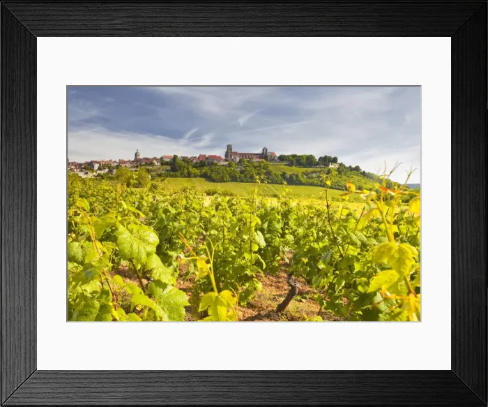 Framed Print : Vineyards near to the hilltop village of Vezelay in the Yonne area of Burgundy, France, Europe Framed Print : Vineyards near to the hilltop village of Vezelay in the Yonne area of Burgundy, France, Europe