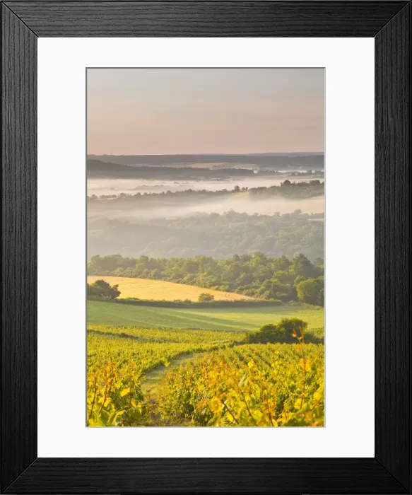 Framed Print : Vineyards near to Vezelay during a misty dawn, Yonne, Burgundy, France, Europe Framed Print : Vineyards near to Vezelay during a misty dawn, Yonne, Burgundy, France, Europe
