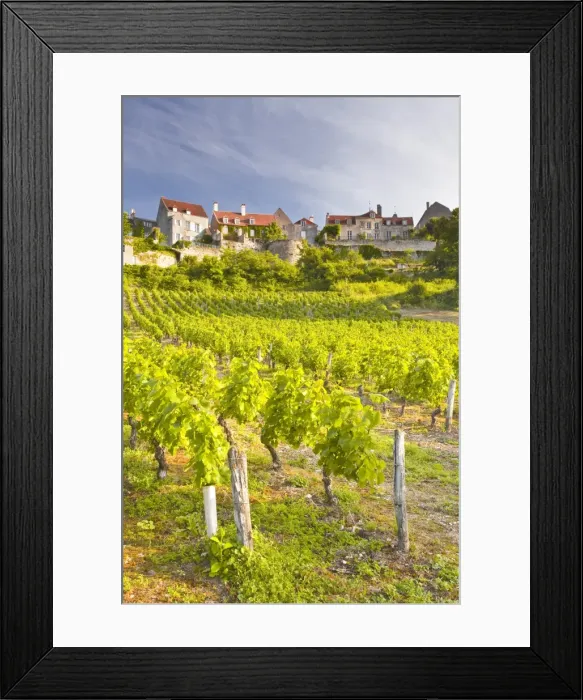 Framed Print : Vineyards below the hilltop village of Vezelay, Yonne, Burgundy, France, Europe Framed Print : Vineyards below the hilltop village of Vezelay, Yonne, Burgundy, France, Europe