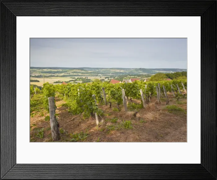 Framed Print : Vineyards in Tharoiseau near to Vezelay, Yonne, Burgundy, France, Europe Framed Print : Vineyards in Tharoiseau near to Vezelay, Yonne, Burgundy, France, Europe