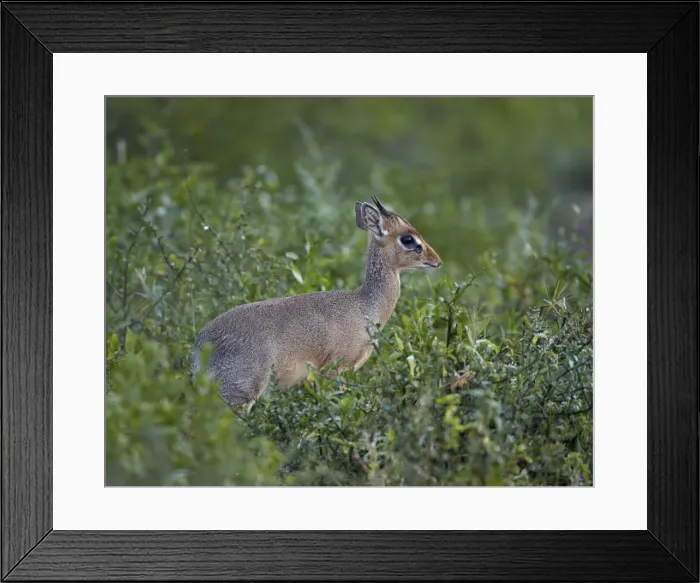 Framed Print : Male Kirks dik dik (Kirks dik-dik) (Madoqua kirkii), Serengeti National Park, Tanzania, East Africa, Africa Framed Print : Male Kirks dik dik (Kirks dik-dik) (Madoqua kirkii), Serengeti National Park, Tanzania, East Africa, Africa