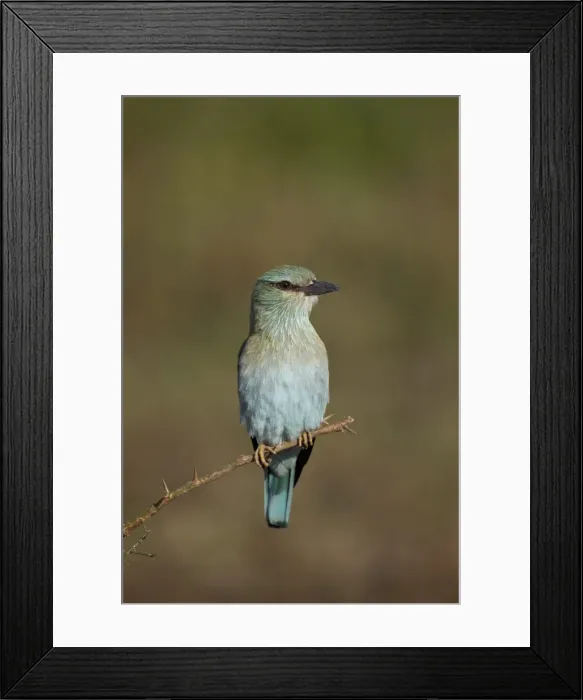 Framed Print : European roller (Coracias garrulus), Serengeti National Park, Tanzania, East Africa, Africa Framed Print : European roller (Coracias garrulus), Serengeti National Park, Tanzania, East Africa, Africa