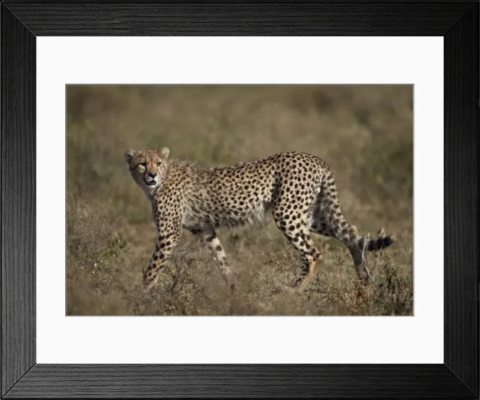 Framed Print : Cheetah (Acinonyx jubatus), Serengeti National Park, Tanzania, East Africa, Africa Framed Print : Cheetah (Acinonyx jubatus), Serengeti National Park, Tanzania, East Africa, Africa