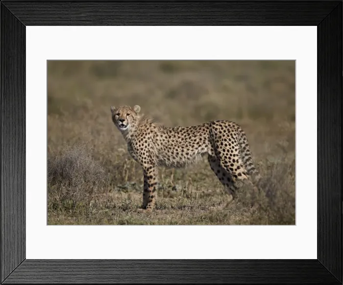 Framed Print : Cheetah (Acinonyx jubatus), Serengeti National Park, Tanzania, East Africa, Africa Framed Print : Cheetah (Acinonyx jubatus), Serengeti National Park, Tanzania, East Africa, Africa