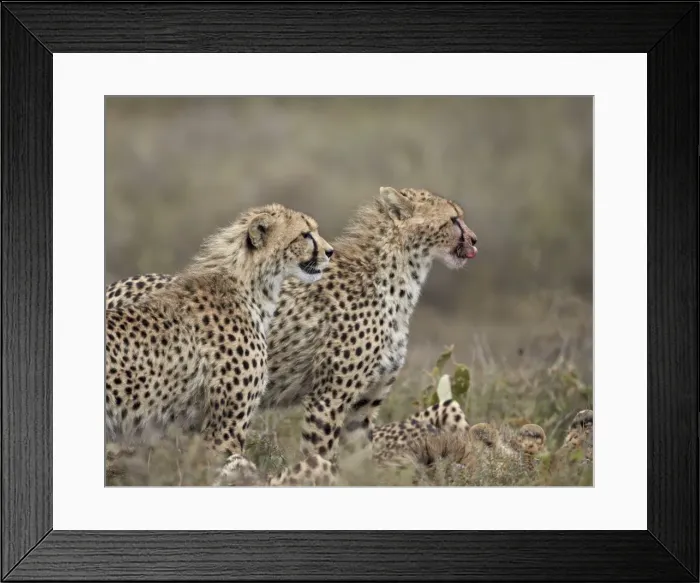 Framed Print : Two young cheetah (Acinonyx jubatus), Serengeti National Park, Tanzania, East Africa, Africa Framed Print : Two young cheetah (Acinonyx jubatus), Serengeti National Park, Tanzania, East Africa, Africa
