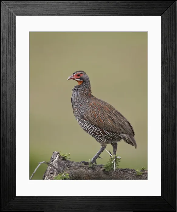Framed Print : Grey-breasted spurfowl (gray-breasted spurfowl) (grey-breasted francoli) (gray-breasted francolin) (Francolinus rufopictus), Serengeti National Park, Tanzania, East Africa, Africa Framed Print : Grey-breasted spurfowl (gray-breasted spurfowl) (grey-breasted francoli) (gray-breasted francolin) (Francolinus rufopictus), Serengeti National Park, Tanzania, East Africa, Africa