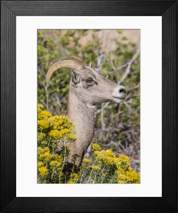 Framed Print : Adult desert bighorn sheep (Ovis canadensis), Zion National Park, Utah, United States of America, North America