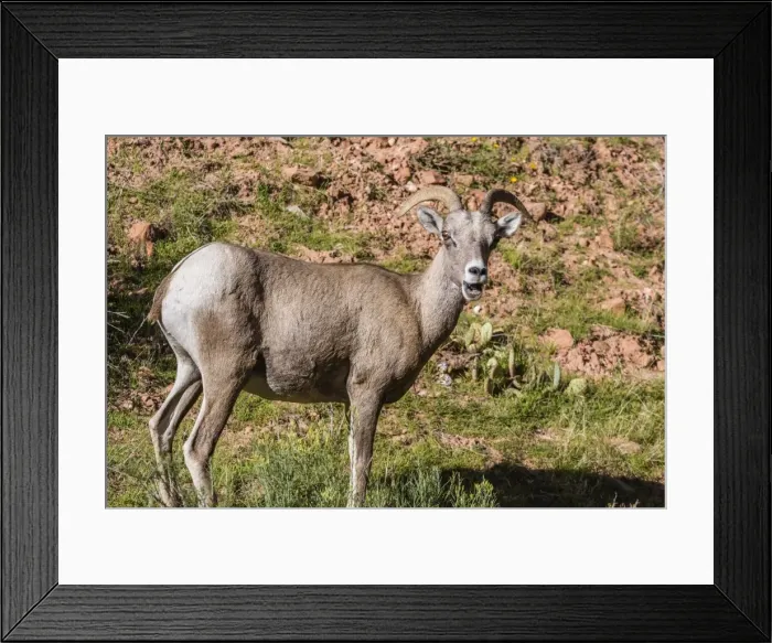 Framed Print : Adult desert bighorn sheep (Ovis canadensis), Zion National Park, Utah, United States of America, North America Framed Print : Adult desert bighorn sheep (Ovis canadensis), Zion National Park, Utah, United States of America, North America