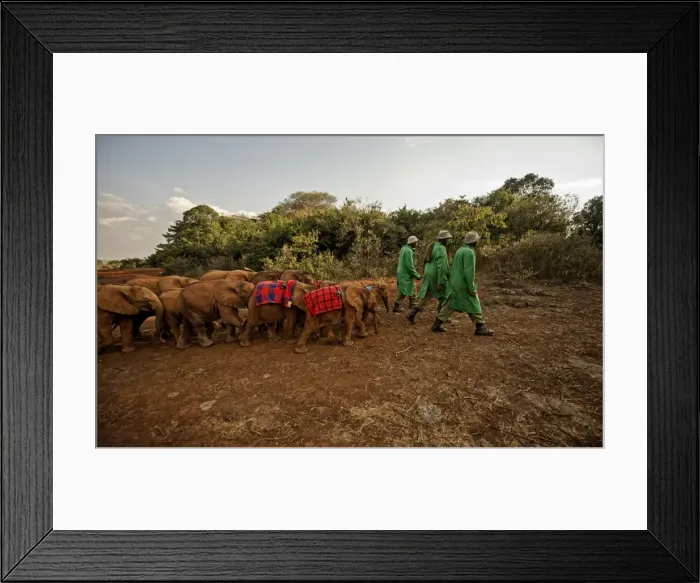 Framed Print : Keepers lead elephants (Loxodonta africana) back from the park into the David Sheldrick Elephant Orphanage at night, Nairobi, Kenya, East Africa, Africa Framed Print : Keepers lead elephants (Loxodonta africana) back from the park into the David Sheldrick Elephant Orphanage at night, Nairobi, Kenya, East Africa, Africa