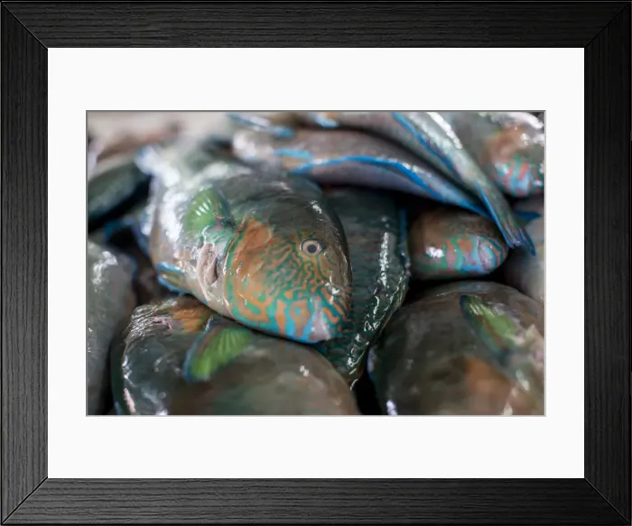 Framed Print : Parrotfish (Scaridae) an important herbivore in the coral reef ecosystem, for sale in Kudat fish market, Sabah, Malaysian Borneo, Malaysia, Southeast Asia, Asia Framed Print : Parrotfish (Scaridae) an important herbivore in the coral reef ecosystem, for sale in Kudat fish market, Sabah, Malaysian Borneo, Malaysia, Southeast Asia, Asia