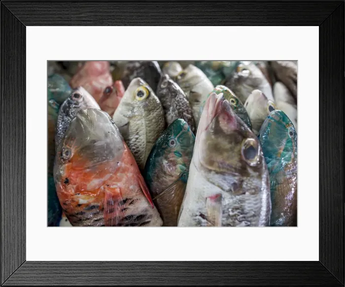 Framed Print : A collection of fish for sale in Kudat fish market, Sabah, Malaysian Borneo, Malaysia, Southeast Asia, Asia Framed Print : A collection of fish for sale in Kudat fish market, Sabah, Malaysian Borneo, Malaysia, Southeast Asia, Asia