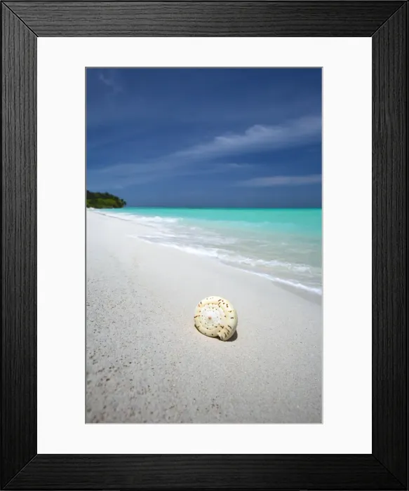 Framed Print : Shell on tropical beach, Maldives, Indian Ocean, Asia Framed Print : Shell on tropical beach, Maldives, Indian Ocean, Asia