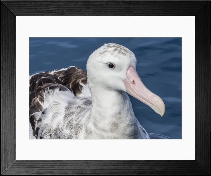 Framed Print : Wandering albatross, Diomedea exulans, in calm seas off Kaikoura, South Island, New Zealand Framed Print : Wandering albatross, Diomedea exulans, in calm seas off Kaikoura, South Island, New Zealand