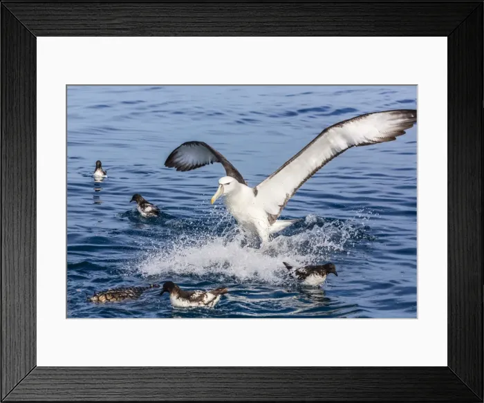 Framed Print : White-capped albatross, Thalassarche steadi, landing at bait bucket off Kaikoura, South Island, New Zealand Framed Print : White-capped albatross, Thalassarche steadi, landing at bait bucket off Kaikoura, South Island, New Zealand