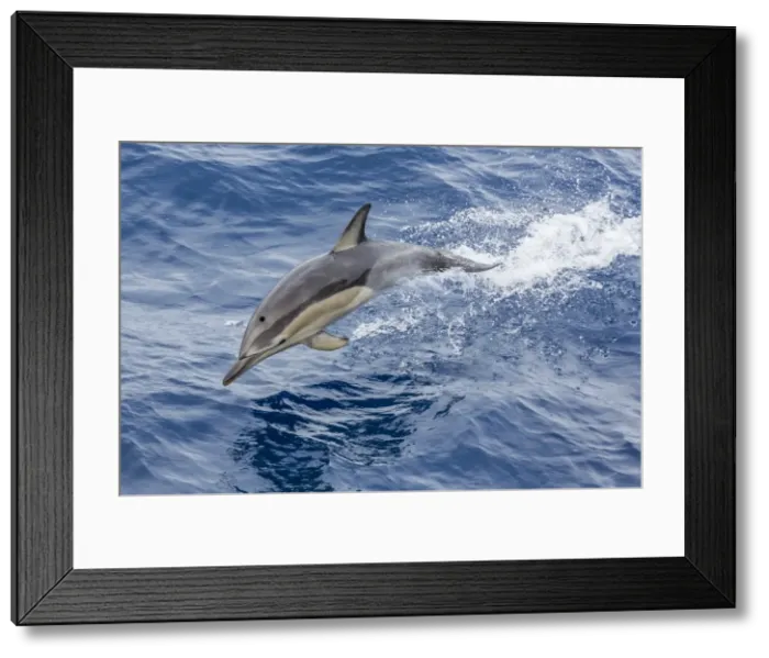 Framed Print : Long-beaked common dolphin (Delphinus capensis) leaping near White Island, North Island, New Zealand, Pacific Framed Print : Long-beaked common dolphin (Delphinus capensis) leaping near White Island, North Island, New Zealand, Pacific