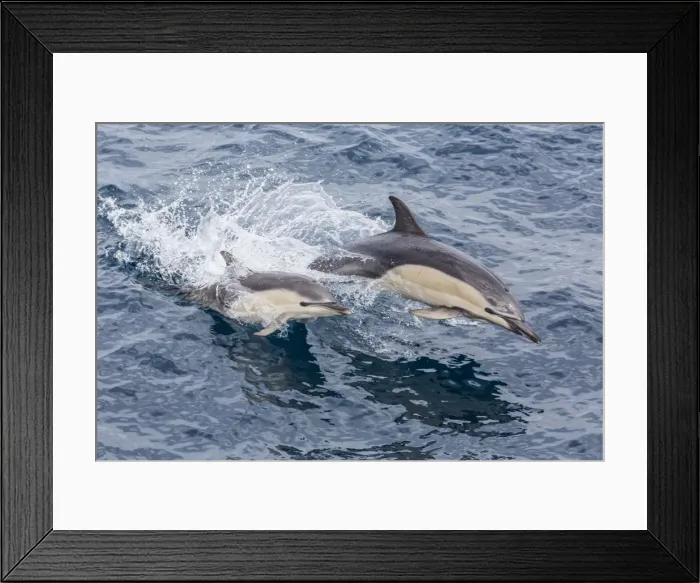 Framed Print : Long-beaked common dolphin (Delphinus capensis) leaping near White Island, North Island, New Zealand, Pacific Framed Print : Long-beaked common dolphin (Delphinus capensis) leaping near White Island, North Island, New Zealand, Pacific