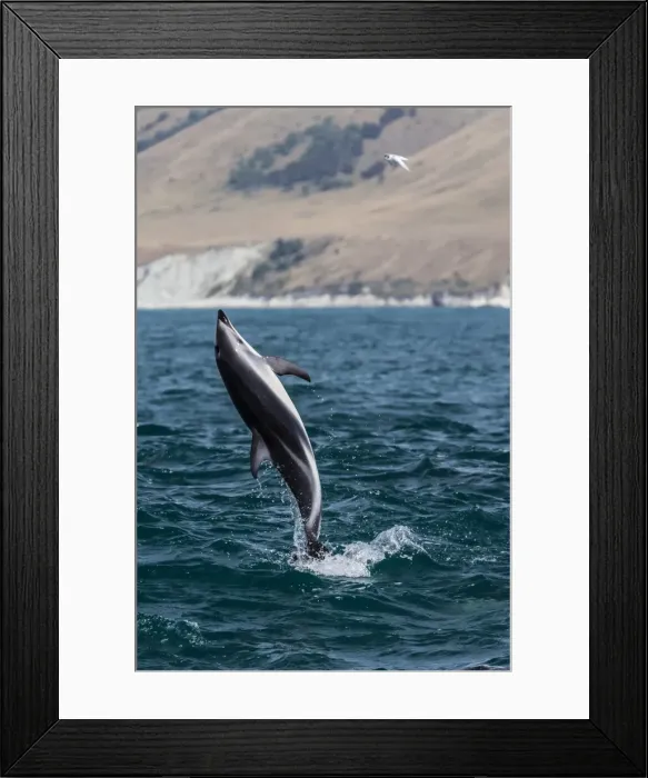 Framed Print : Dusky dolphin (Lagenorhynchus obscurus) leaping near Kaikoura, South Island, New Zealand, Pacific Framed Print : Dusky dolphin (Lagenorhynchus obscurus) leaping near Kaikoura, South Island, New Zealand, Pacific