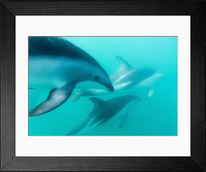 Framed Print : Dusky dolphin (Lagenorhynchus obscurus) underwater off Kaikoura, South Island, New Zealand, Pacific Framed Print : Dusky dolphin (Lagenorhynchus obscurus) underwater off Kaikoura, South Island, New Zealand, Pacific