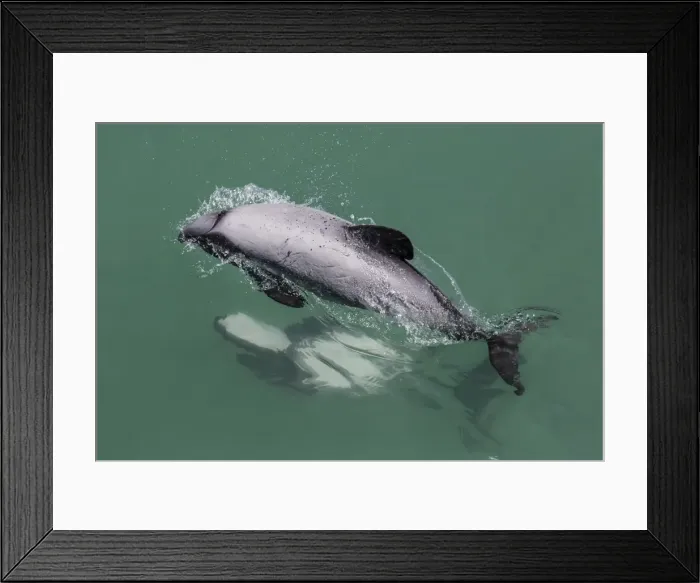 Framed Print : Adult Hectors dolphin (Cephalorhynchus hectori) mating near Akaroa, South Island, New Zealand, Pacific Framed Print : Adult Hectors dolphin (Cephalorhynchus hectori) mating near Akaroa, South Island, New Zealand, Pacific
