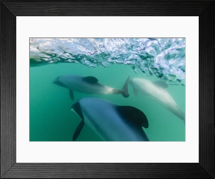 Framed Print : Adult Hectors dolphins (Cephalorhynchus hectori) underwater near Akaroa, South Island, New Zealand, Pacific Framed Print : Adult Hectors dolphins (Cephalorhynchus hectori) underwater near Akaroa, South Island, New Zealand, Pacific