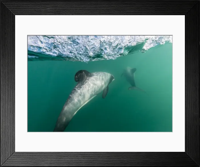Framed Print : Adult Hectors dolphins (Cephalorhynchus hectori) underwater near Akaroa, South Island, New Zealand, Pacific Framed Print : Adult Hectors dolphins (Cephalorhynchus hectori) underwater near Akaroa, South Island, New Zealand, Pacific