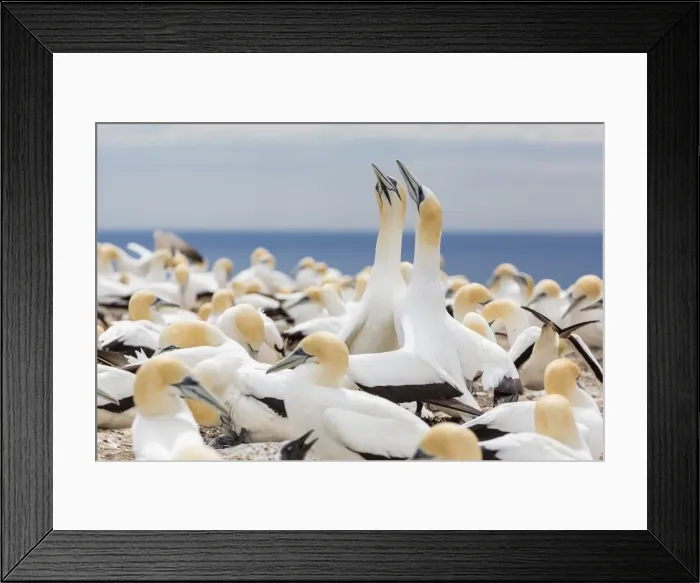 Framed Print : Australasian gannet (Morus serrator) courtship display at Cape Kidnappers, North Island, New Zealand, Pacific Framed Print : Australasian gannet (Morus serrator) courtship display at Cape Kidnappers, North Island, New Zealand, Pacific