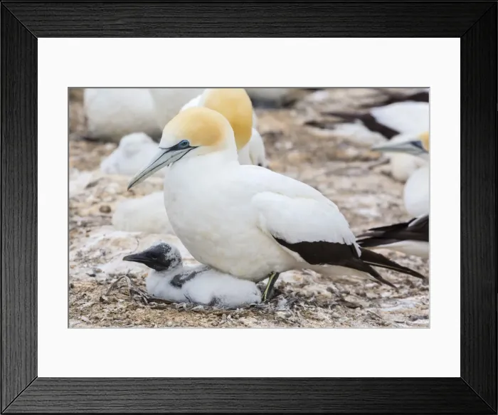 Framed Print : Australasian gannet (Morus serrator) with chick at Cape Kidnappers, North Island, New Zealand, Pacific Framed Print : Australasian gannet (Morus serrator) with chick at Cape Kidnappers, North Island, New Zealand, Pacific
