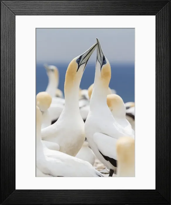 Framed Print : Australasian gannet (Morus serrator) courtship display at Cape Kidnappers, North Island, New Zealand, Pacific Framed Print : Australasian gannet (Morus serrator) courtship display at Cape Kidnappers, North Island, New Zealand, Pacific