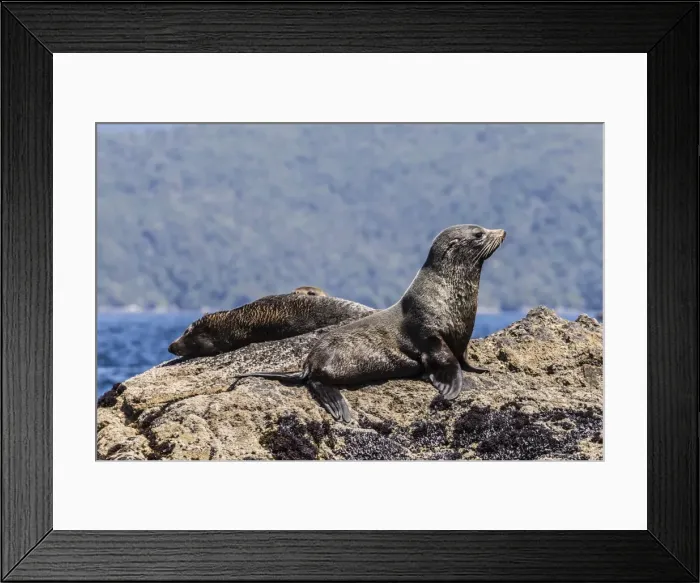 Framed Print : New Zealand fur seals (Arctocephalus forsteri) hauled out in Dusky Sound, South Island, New Zealand, Pacific Framed Print : New Zealand fur seals (Arctocephalus forsteri) hauled out in Dusky Sound, South Island, New Zealand, Pacific