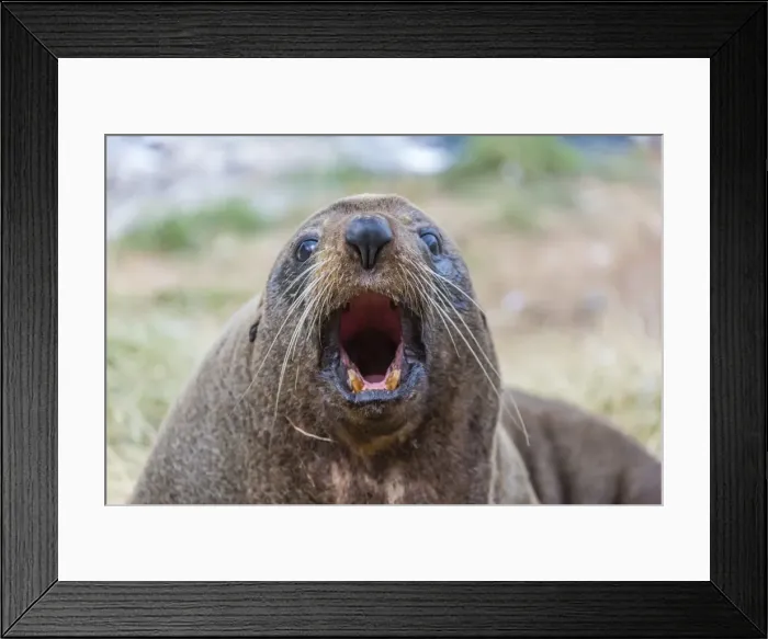 Framed Print : New Zealand fur seal (Arctocephalus forsteri) hauled out near Dunedin, South Island, New Zealand, Pacific Framed Print : New Zealand fur seal (Arctocephalus forsteri) hauled out near Dunedin, South Island, New Zealand, Pacific