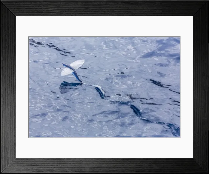 Framed Print : Flying fish from the family Exocoetidae taking flight near White Island, North Island, New Zealand, Pacific Framed Print : Flying fish from the family Exocoetidae taking flight near White Island, North Island, New Zealand, Pacific