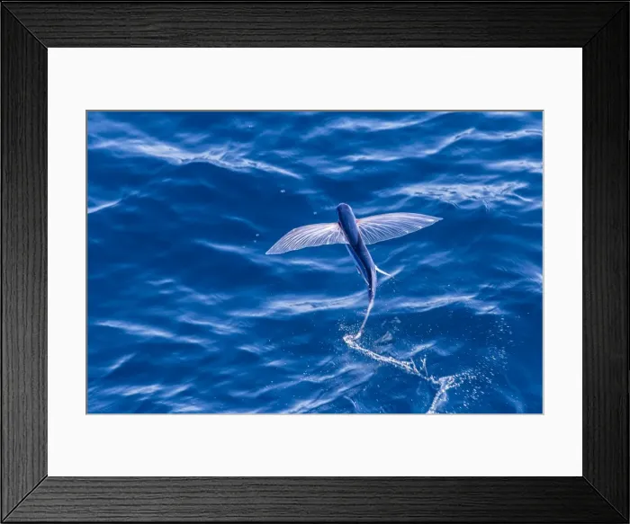 Framed Print : Flying fish from the family Exocoetidae taking flight near White Island, North Island, New Zealand, Pacific Framed Print : Flying fish from the family Exocoetidae taking flight near White Island, North Island, New Zealand, Pacific