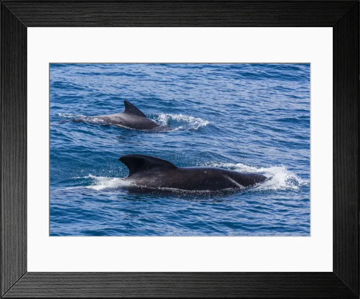 Framed Print : Adult female and male long-finned pilot whales (Globicephala melas), offshore near Doubtful Sound, South Island, New Zealand, Pacific Framed Print : Adult female and male long-finned pilot whales (Globicephala melas), offshore near Doubtful Sound, South Island, New Zealand, Pacific