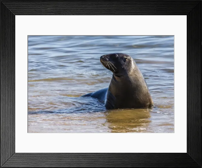 Framed Print : Adult New Zealand (Hooker s) sea lion (Phocarctos hookeri), Ulva Island, off Stewart Island, South Island, New Zealand, Pacific