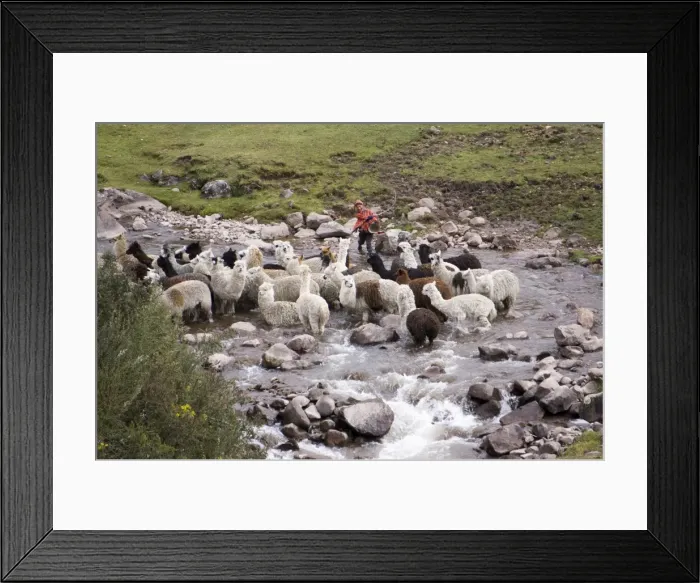 Framed Print : Herding alpacas and llamas through a river in the Andes, Peru, South America Framed Print : Herding alpacas and llamas through a river in the Andes, Peru, South America