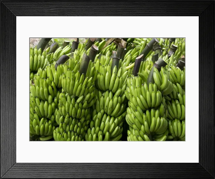 Framed Print : Freshly cut bananas, Peru, South America Framed Print : Freshly cut bananas, Peru, South America