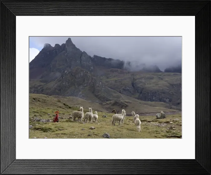 Framed Print : Llamas and herder, Andes, Peru, South America Framed Print : Llamas and herder, Andes, Peru, South America