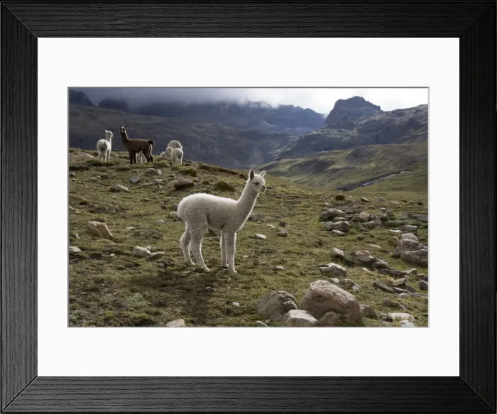 Framed Print : Llamas and alpacas, Andes, Peru, South America Framed Print : Llamas and alpacas, Andes, Peru, South America