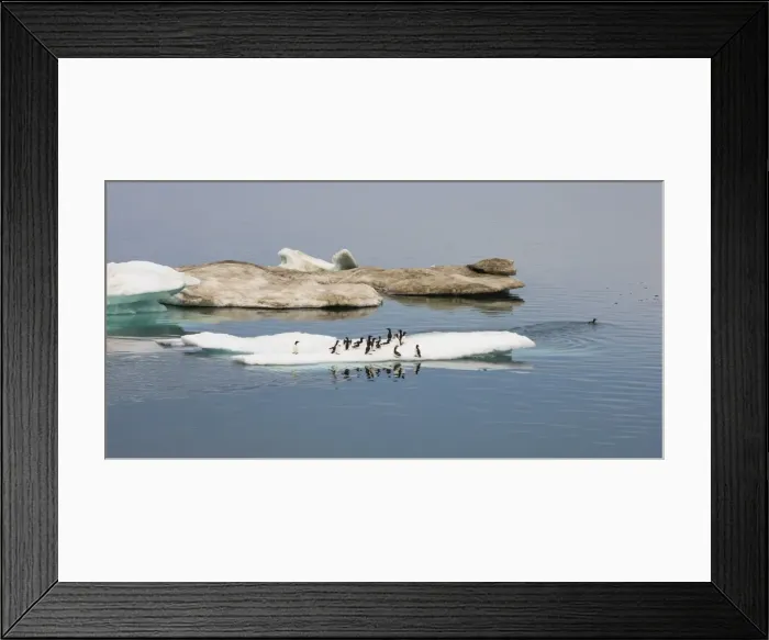 Framed Print : Brunnichs guillemots (thick-billed murres) (Uria lomvia), Cape Waring, Wrangel Island, UNESCO World Heritage Site, Chuckchi Sea, Chukotka, Russia, Eurasia Framed Print : Brunnichs guillemots (thick-billed murres) (Uria lomvia), Cape Waring, Wrangel Island, UNESCO World Heritage Site, Chuckchi Sea, Chukotka, Russia, Eurasia