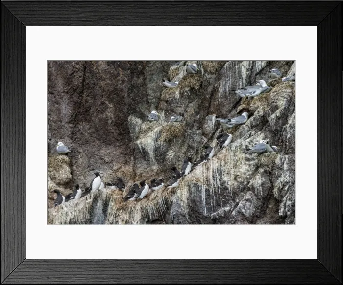 Framed Print : Nesting black-legged kittiwakes (Rissa tridactyla tridactyla), Herald Island, UNESCO World Heritage Site, Chuckchi Sea, Chukotka, Russia, Eurasia Framed Print : Nesting black-legged kittiwakes (Rissa tridactyla tridactyla), Herald Island, UNESCO World Heritage Site, Chuckchi Sea, Chukotka, Russia, Eurasia