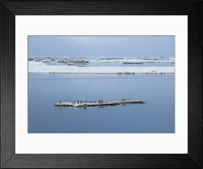 Framed Print : Brunnichs guillemots (thick-billed murres) (Uria lomvia), Cape Waring, Wrangel Island, UNESCO World Heritage Site, Chuckchi Sea, Chukotka, Russia, Eurasia Framed Print : Brunnichs guillemots (thick-billed murres) (Uria lomvia), Cape Waring, Wrangel Island, UNESCO World Heritage Site, Chuckchi Sea, Chukotka, Russia, Eurasia