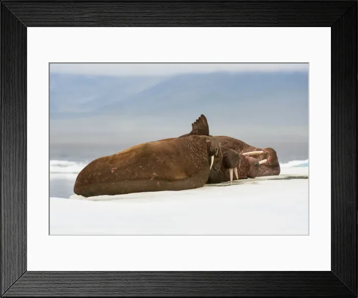 Framed Print : Group of walrus (Odobenus rosmarus) resting on the ice, Cape Waring, Wrangel Island, UNESCO World Heritage Site, Chuckchi Sea, Chukotka, Russia, Eurasia Framed Print : Group of walrus (Odobenus rosmarus) resting on the ice, Cape Waring, Wrangel Island, UNESCO World Heritage Site, Chuckchi Sea, Chukotka, Russia, Eurasia