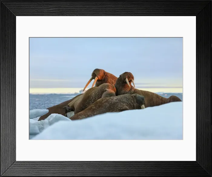 Framed Print : Last rays of evening sun striking a group of Walrus (Odobenus rosmarus), Wrangel Island, UNESCO World Heritage Site, Chuckchi Sea, Chukotka, Russia, Eurasia Framed Print : Last rays of evening sun striking a group of Walrus (Odobenus rosmarus), Wrangel Island, UNESCO World Heritage Site, Chuckchi Sea, Chukotka, Russia, Eurasia