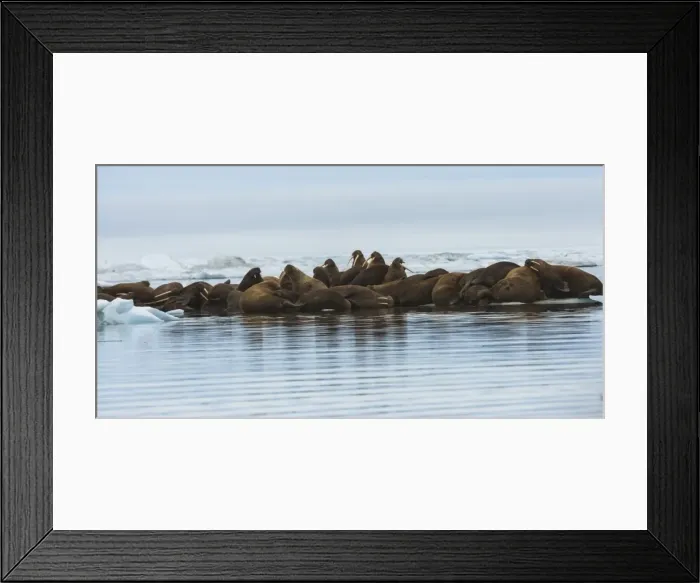 Framed Print : Group of Walrus (Odobenus rosmarus) resting on an ice floe, Krasin Bay, Wrangel Island, UNESCO World Heritage Site, Chuckchi Sea, Chukotka, Russian Far East, Russia, Eurasia Framed Print : Group of Walrus (Odobenus rosmarus) resting on an ice floe, Krasin Bay, Wrangel Island, UNESCO World Heritage Site, Chuckchi Sea, Chukotka, Russian Far East, Russia, Eurasia