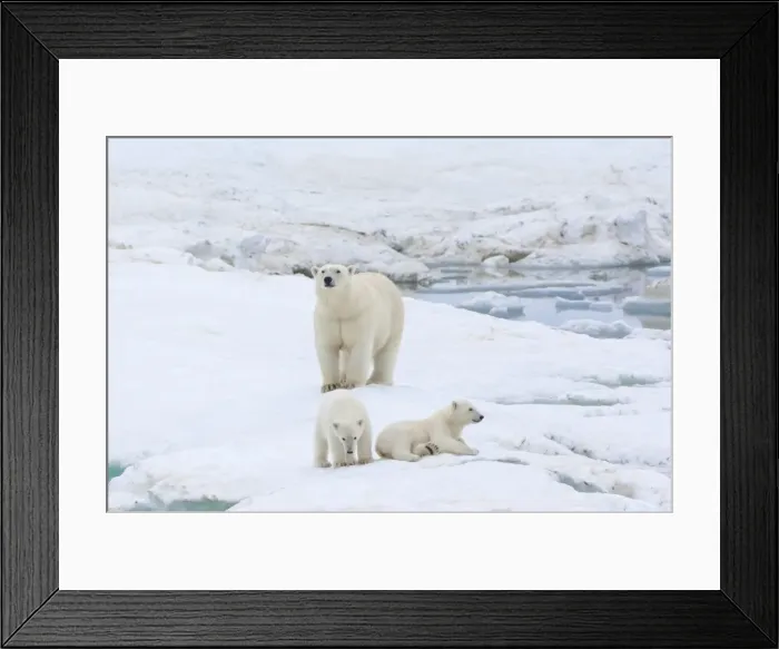 Framed Print : Mother polar bear with two cubs (Ursus Maritimus), Wrangel Island, UNESCO World Heritage Site, Chuckchi Sea, Chukotka, Russian Far East, Russia, Eurasia Framed Print : Mother polar bear with two cubs (Ursus Maritimus), Wrangel Island, UNESCO World Heritage Site, Chuckchi Sea, Chukotka, Russian Far East, Russia, Eurasia