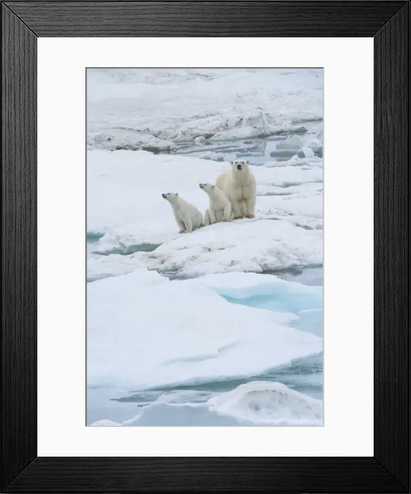 Framed Print : Mother polar bear with two cubs (Ursus Maritimus), Wrangel Island, UNESCO World Heritage Site, Chuckchi Sea, Chukotka, Russian Far East, Russia, Eurasia Framed Print : Mother polar bear with two cubs (Ursus Maritimus), Wrangel Island, UNESCO World Heritage Site, Chuckchi Sea, Chukotka, Russian Far East, Russia, Eurasia