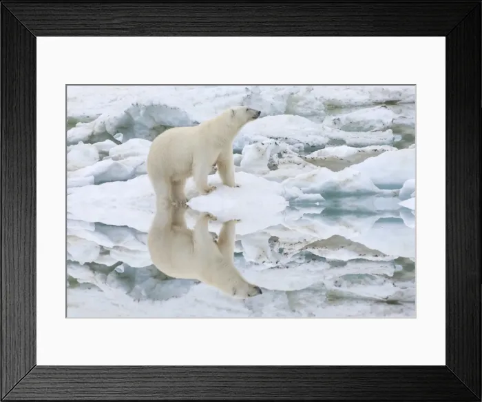 Framed Print : Female polar bear reflecting in the water (Ursus Maritimus), Wrangel Island, UNESCO World Heritage Site, Chuckchi Sea, Chukotka, Russia, Eurasia Framed Print : Female polar bear reflecting in the water (Ursus Maritimus), Wrangel Island, UNESCO World Heritage Site, Chuckchi Sea, Chukotka, Russia, Eurasia